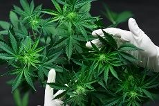 marijuana leaves - Marijuana Possession Michigan